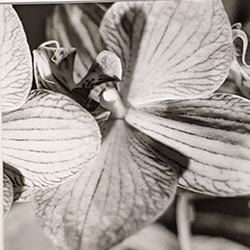 Photo 100 de la série « orchidée » par Denis VIAUD