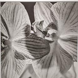 Photo 98 de la série « orchidée » par Denis VIAUD