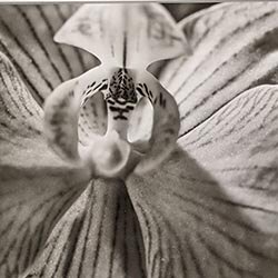 Photo 99 de la série « orchidée » par Denis VIAUD