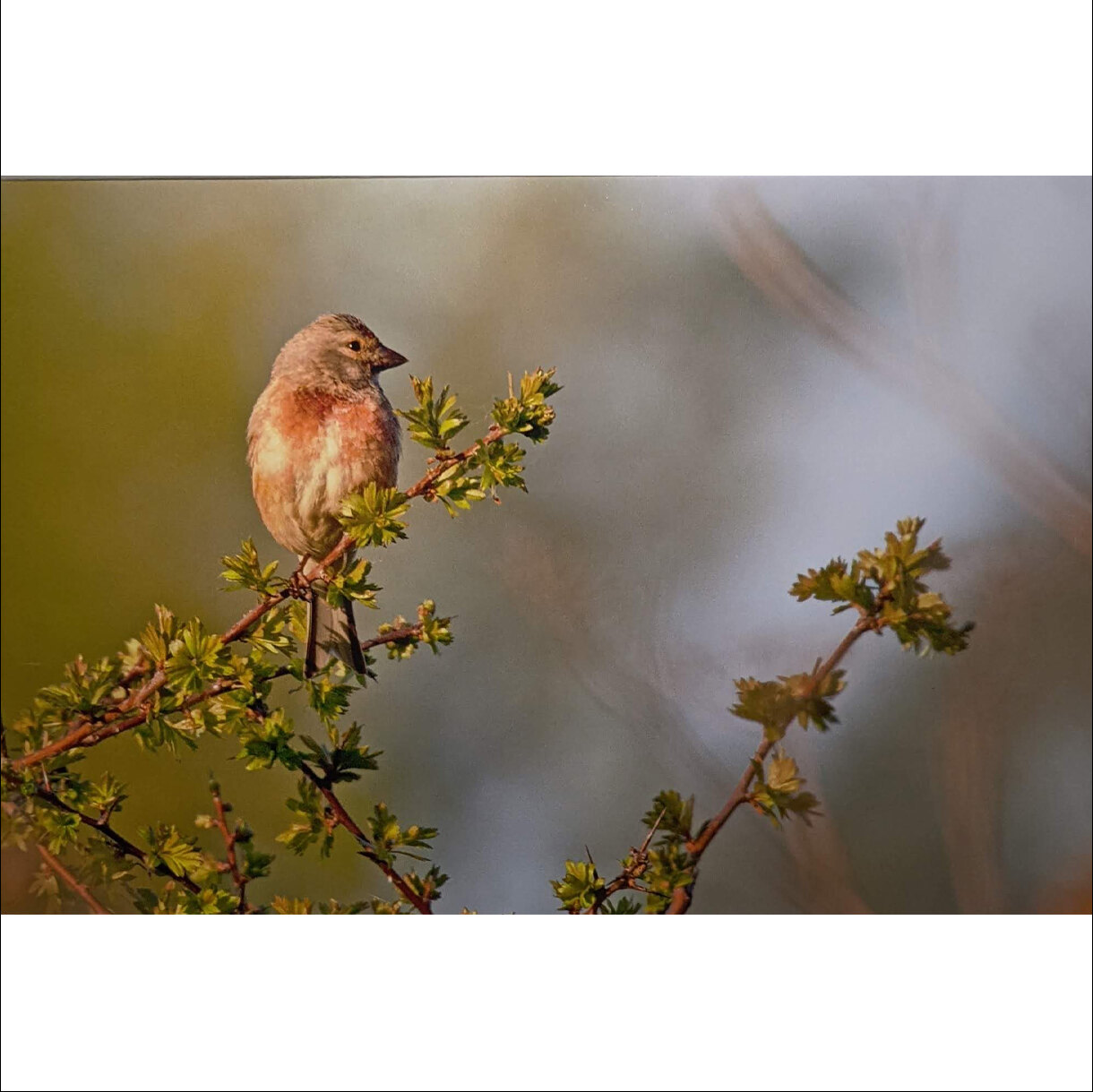 Photo 27A de la série « Tête de Linotte » par Yves LOYEN