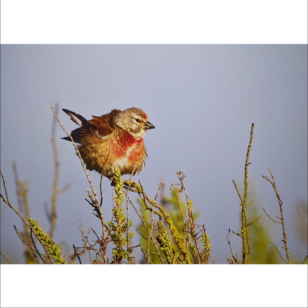 Photo 27B de la série « Tête de Linotte » par Yves LOYEN