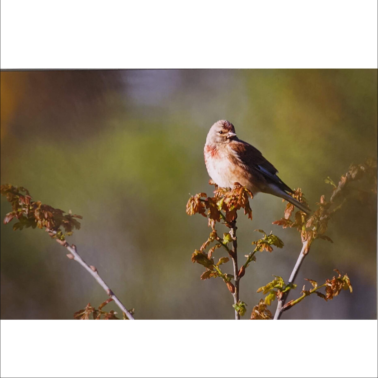 Photo 27C de la série « Tête de Linotte » par Yves LOYEN