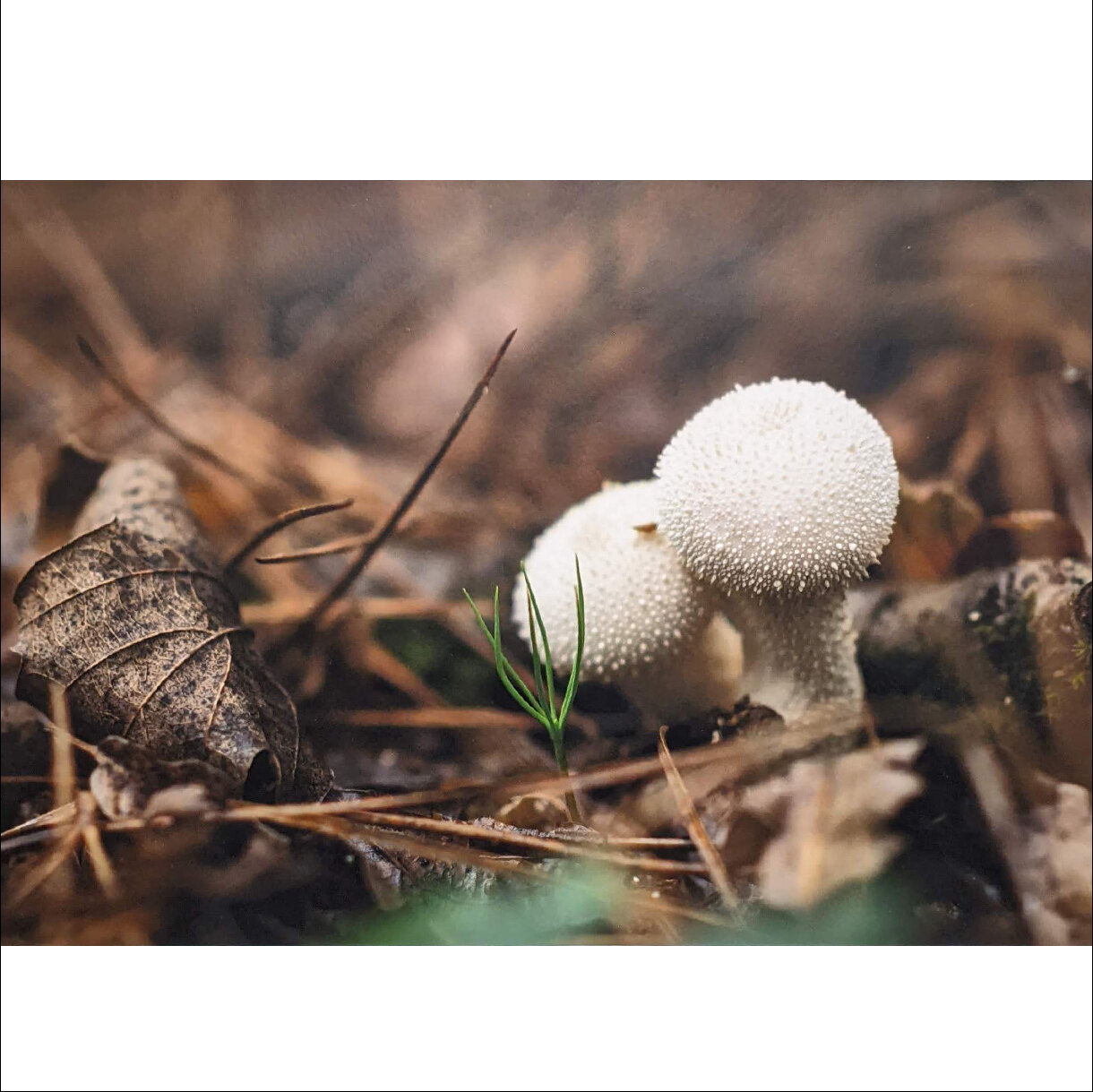 Photo 7A de la série « Délices d'automne » par Gregory BOUE