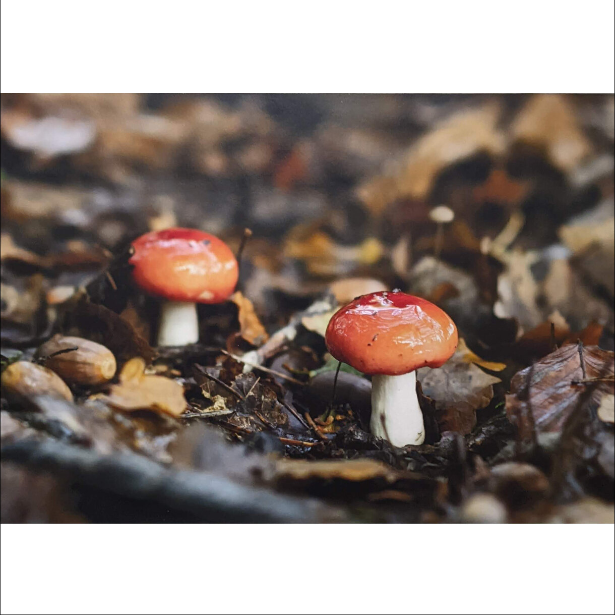Photo 7B de la série « Délices d'automne » par Gregory BOUE