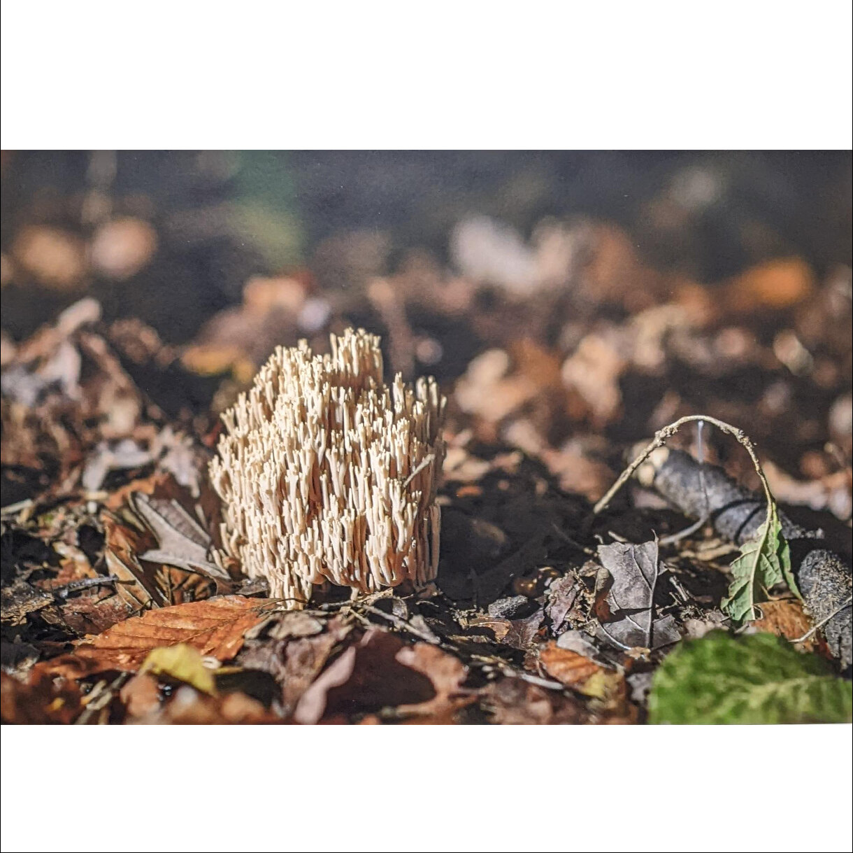 Photo 7C de la série « Délices d'automne » par Gregory BOUE