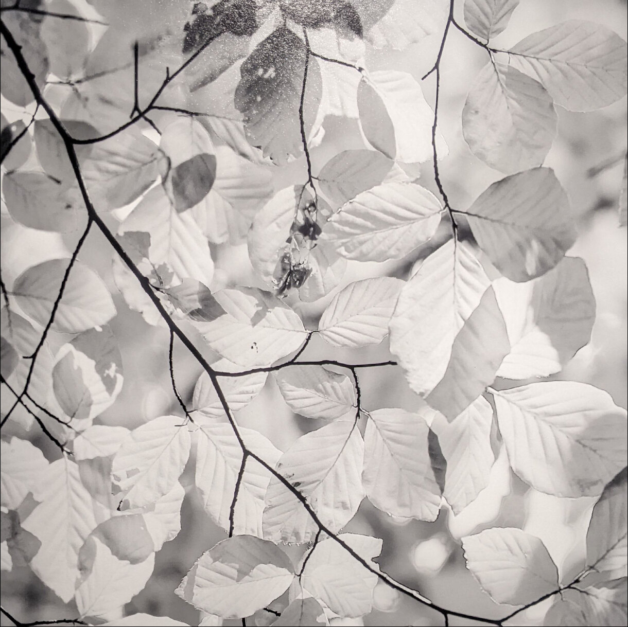 Photo 17A de la série « Paroi de vert » par Grégory BOUE