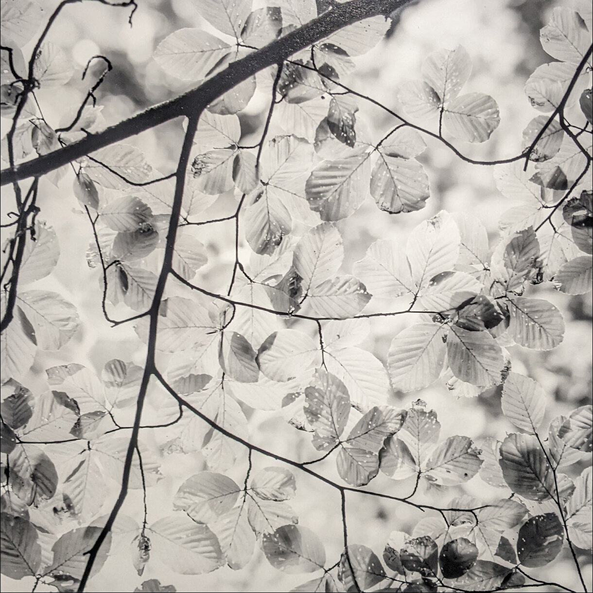 Photo 17B de la série « Paroi de vert » par Grégory BOUE