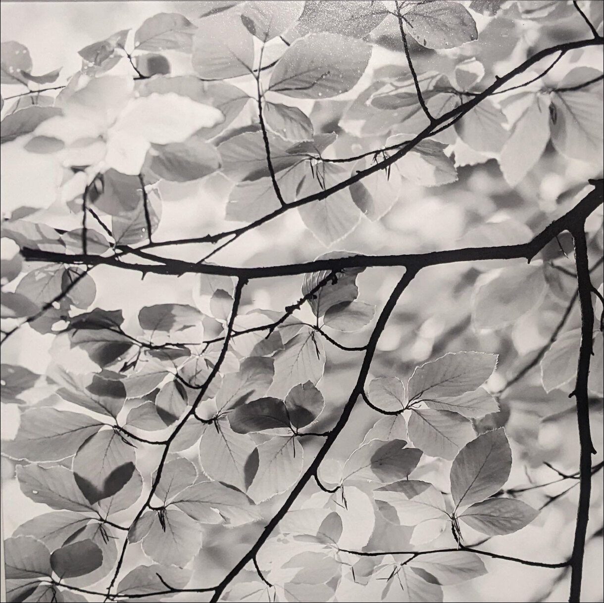 Photo 17C de la série « Paroi de vert » par Grégory BOUE