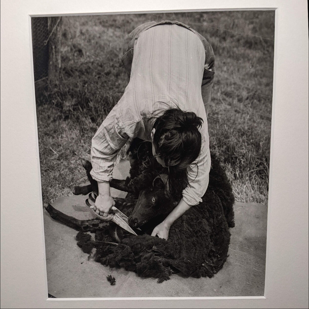 Photo 24C de la série « La tonte » par Jean-Yves MAGUERO