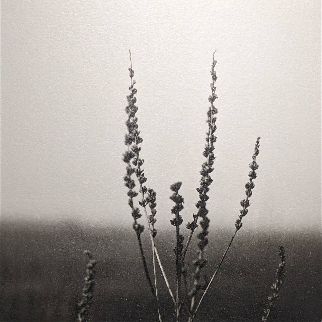 Photo 25A de la série « Nature » par Jean-Yves MAGUERO
