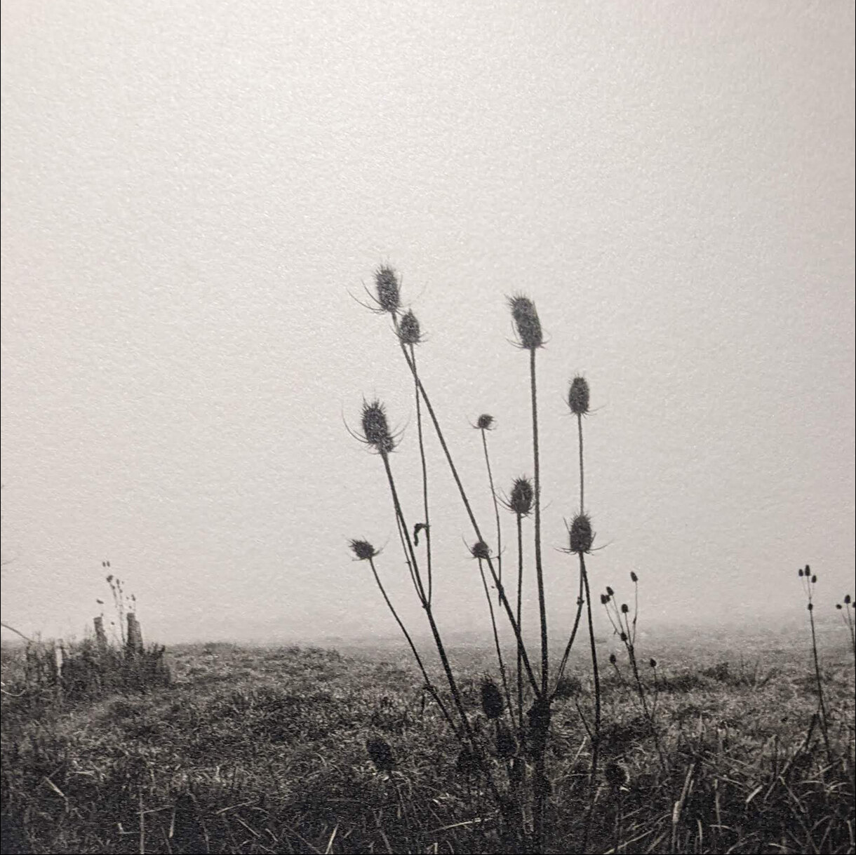 Photo 25B de la série « Nature » par Jean-Yves MAGUERO