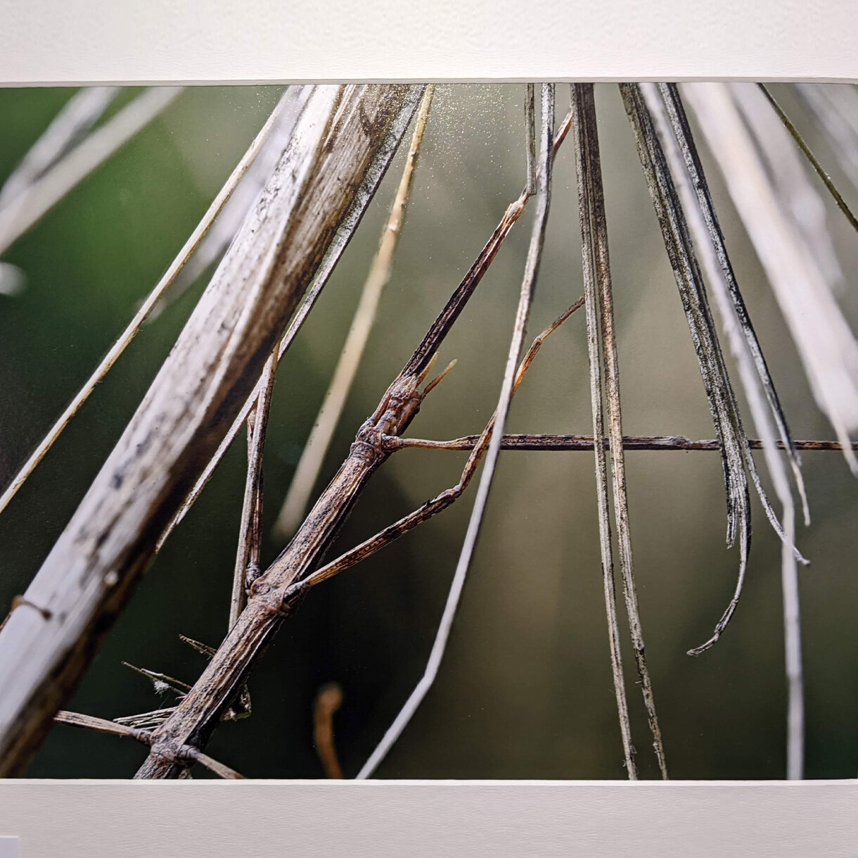 Photo 24A de la série « Brindille » par Marc LE PAGE