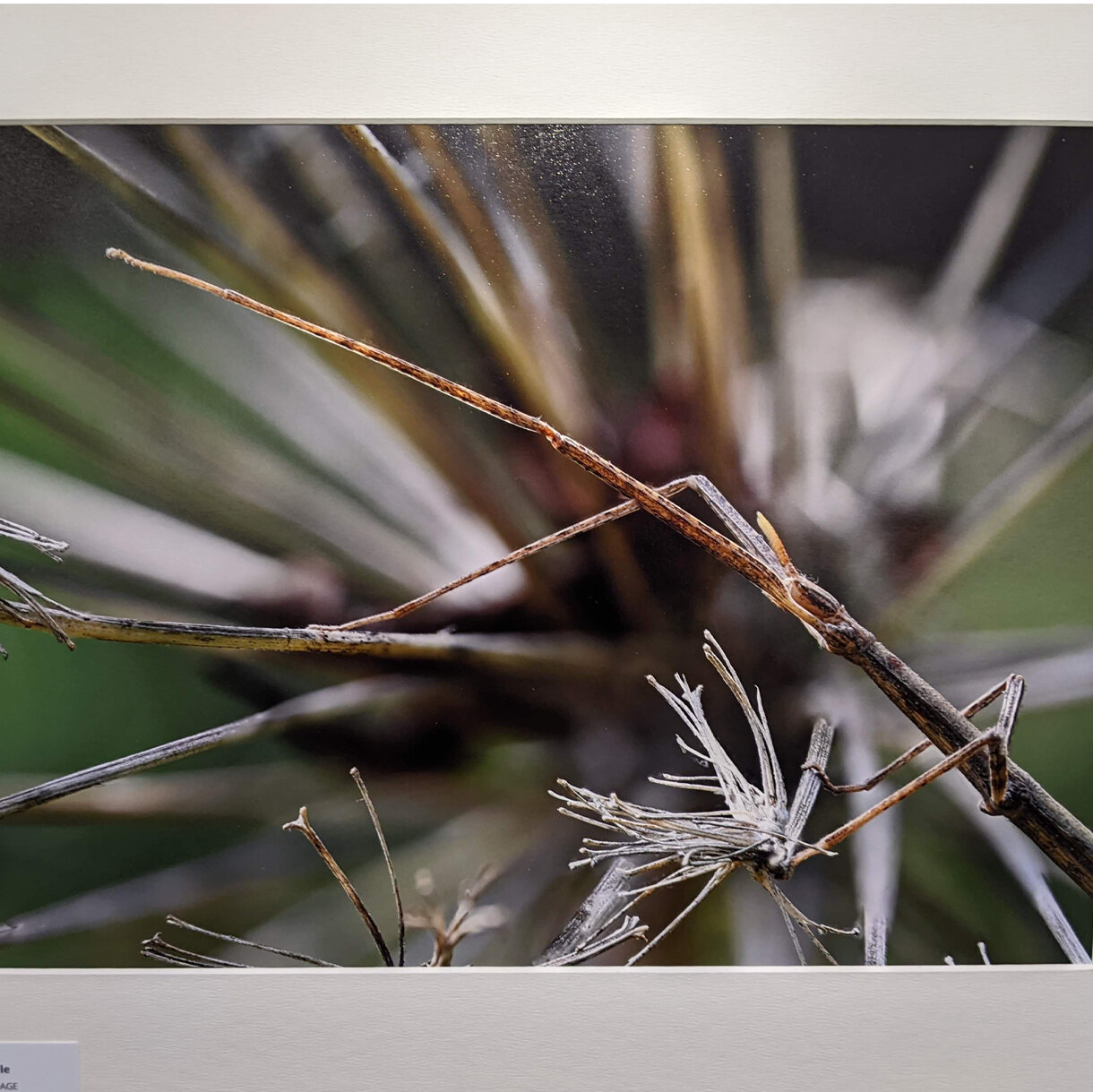 Photo 24C de la série « Brindille » par Marc LE PAGE