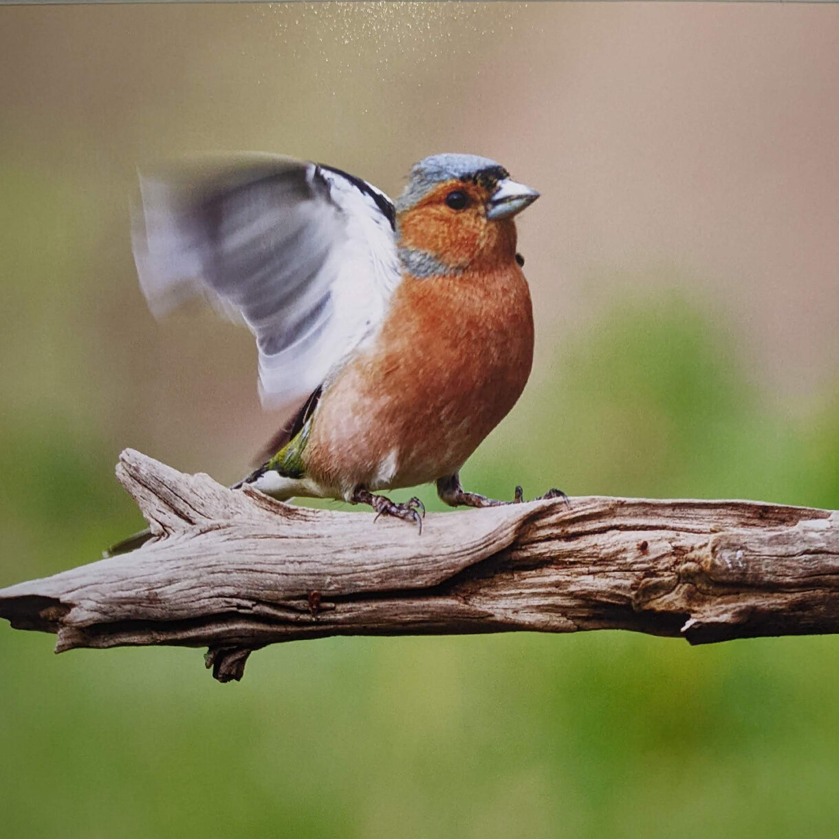 Photo 29A de la série « Battements d'Ailes » par Yves LOYEN