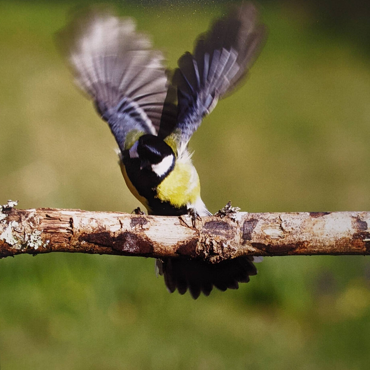 Photo 29C de la série « Battements d'Ailes » par Yves LOYEN