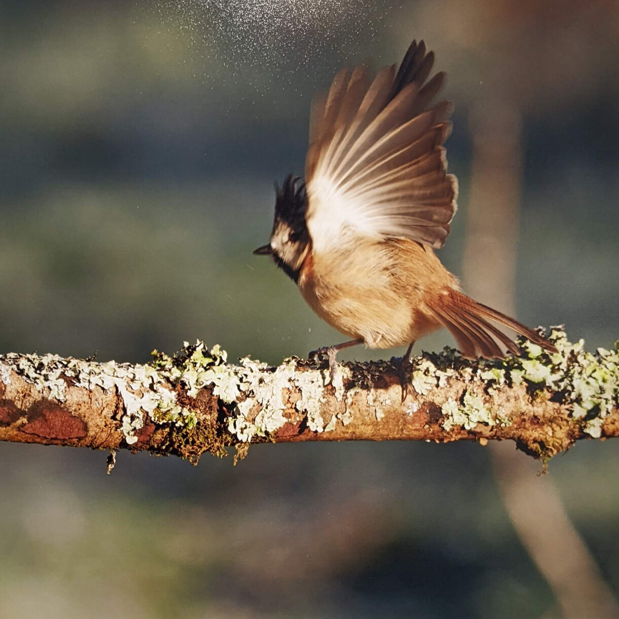 Photo 29D de la série « Battements d'Ailes » par Yves LOYEN