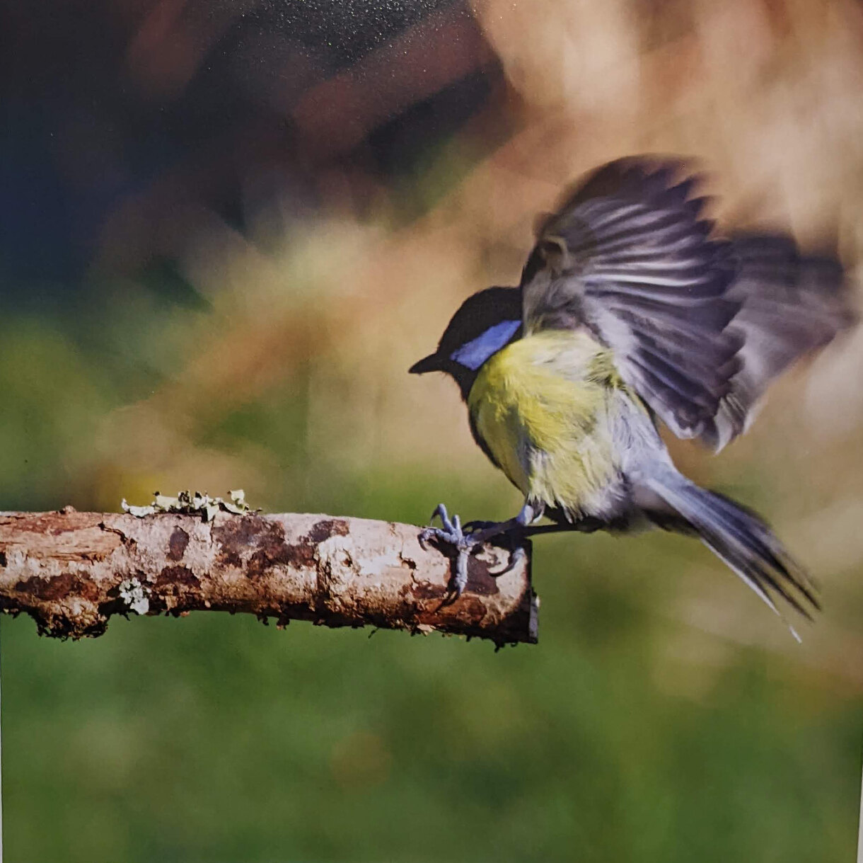 Photo 29E de la série « Battements d'Ailes » par Yves LOYEN